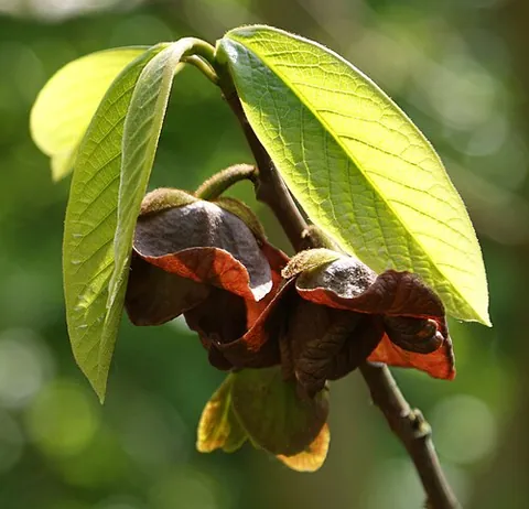 asimina: the pawpaw (Asimina triloba), a fruit-bearing plant