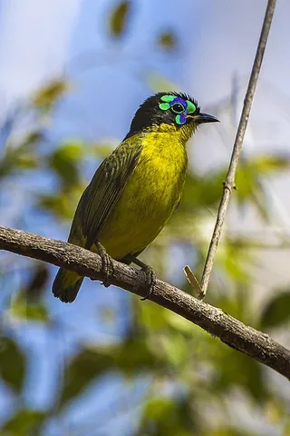 asity: any member of the family Philepittidae of small suboscine passerine birds