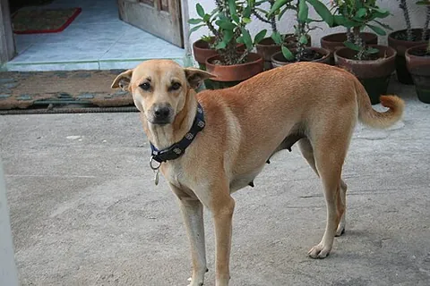 askal: a variety of mongrel free-ranging dog found in the Philippines