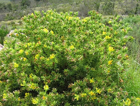 aspalathus: any member of the genus Aspalathus of flowering plants