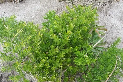 asparagus fern: asparagus aethiopicus (Sprenger's asparagus), of southern Africa