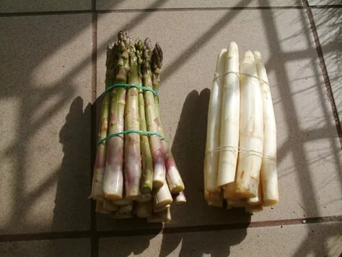 asparagus: any of various perennial plants of the genus Asparagus having leaflike stems, scalelike leaves, and...
