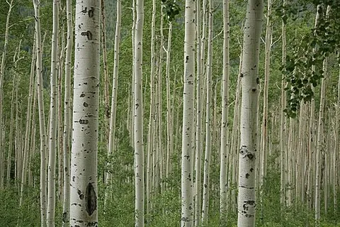 aspen: pertaining to the aspen tree