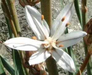 asphodel: any of the flowering plants of the family Asphodelaceae, especially Asphodelus ramosus and...