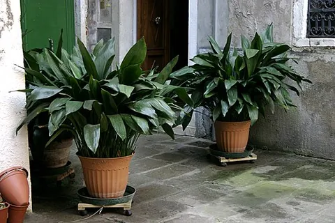 aspidistra: any of several Asian plants of the genus Aspidistra, having large leaves and small bell-shaped...