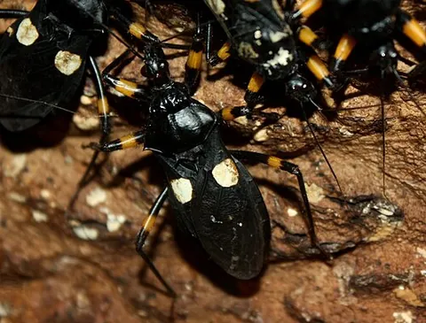 assassin bug: any true bug from the subfamily Reduviinae of the family Reduviidae, all of which eat other...