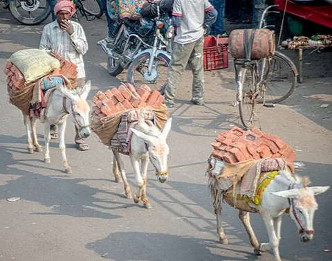 assload: an amount carried by an ass (donkey)