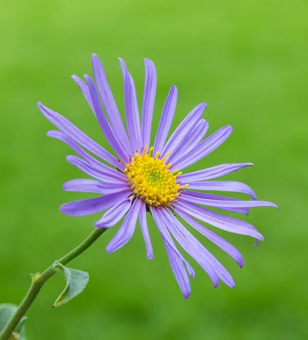 aster: any of several plants of the genus Aster; one of its flowers