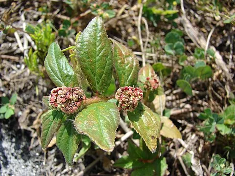 asthma-plant: a tropical plant of species Euphorbia hirta, used in herbal medicine