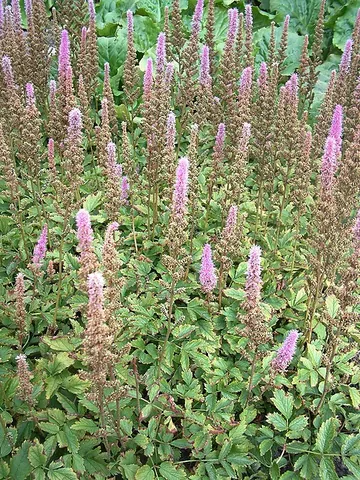 astilbe: any species, subspecies, cultivar, or specimen of the genus Astilbe