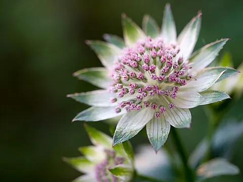 astrantia: any herbaceous plant of the genus Astrantia