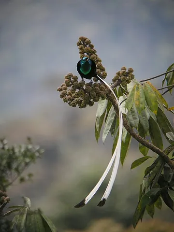astrapia: any of the birds in the genus Astrapia, found in New Guinea