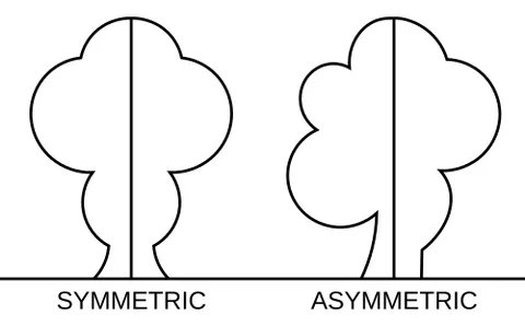 asymmetrical: not symmetrical