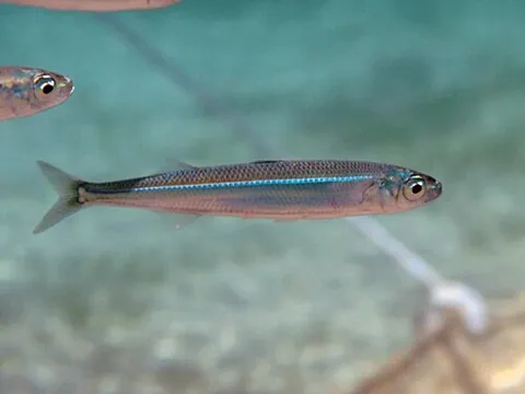 atherine: a small marine fish of the family Atherinidae having a silvery stripe along the sides