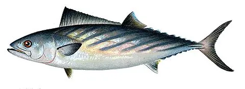 atlantic bonito: sarda sarda, of the shallower waters of the Atlantic, the Mediterranean, and the Black Sea