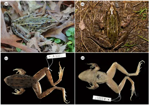 atlantic coast leopard frog: a true frog of the species Rana kauffeldi, native to the lower Delaware River valley, northern New...