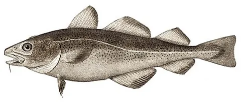 atlantic cod: a sea fish, the Gadus morhua