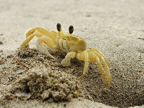 atlantic ghost crab: burrowing crab of the species Ocypode quadrata
