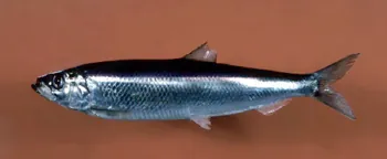 atlantic herring: clupea harengus, an abundant species of herring and an important food fish living in the North...