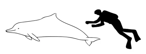 atlantic humpback dolphin: sousa teuszii, a humpback dolphin found in coastal areas of West Africa