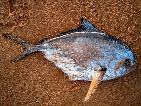 atlantic pomfret: any member of the species Brama brama of the largest fish of the pomfret family Bramidae, found in...