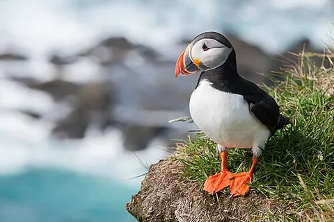 atlantic puffin: a species of puffin (Fratercula arctica)