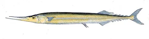 atlantic saury: scomberesox saurus, a fish