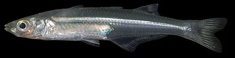 atlantic silverside: a small fish, of species Menidia menidia, that is one of the most abundant fish species present in...