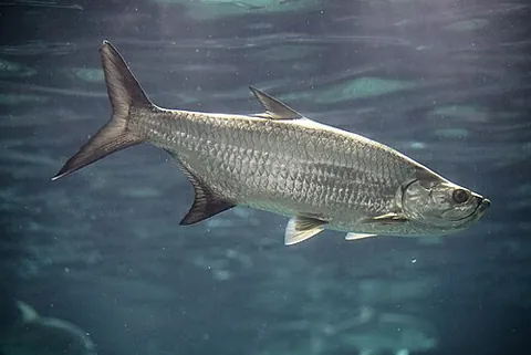 atlantic tarpon: a ray-finned fish, of species Megalops atlanticus, that inhabits coastal waters, estuaries, lagoons...