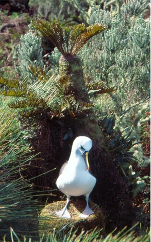 atlantic yellow-nosed albatross: thalassarche chlororhynchos is a large seabird in the albatross family