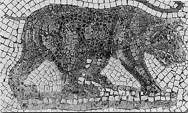 atlas bear: ursus arctos crowtheri, an extinct population of brown bear native to North Africa that went...