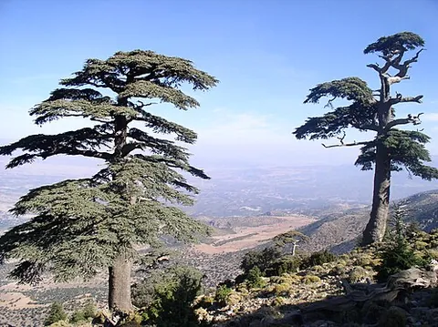 atlas cedar: a tree of species Cedrus atlantica, native to the Atlas Mountains