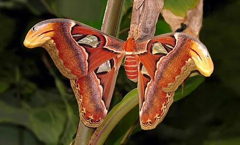 atlas moth: a large moth, Attacus atlas, from the tropical forests of southeast Asia