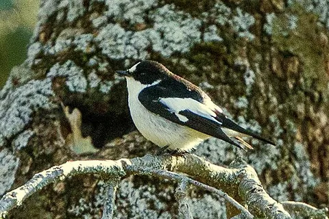 atlas pied flycatcher: a bird of species Ficedula speculigera, of family Muscicapidae of Old World flycatchers