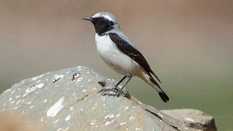 atlas wheatear: a wheatear of species Oenanthe seebohmi, a perching bird native to northern Africa