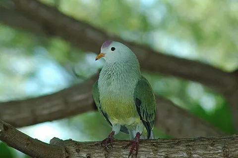 atoll fruit dove: a fruit-eating dove (Ptilinopus coralensis) in the family Columbidae, endemic to French Polynesia