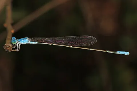 attenuated bluet: enallagma daeckii, a species of damselfly that is blue in color