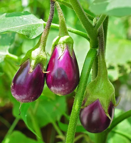 aubergine: an Asian plant, Solanum melongena, cultivated for its edible purple, green, or white ovoid fruit;...