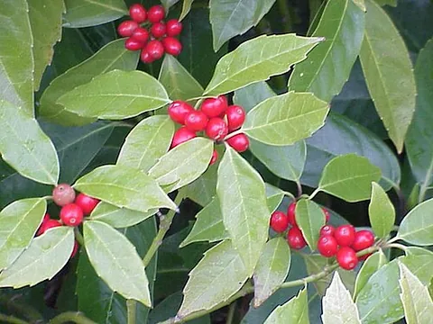 aucuba: any of several decorative evergreen shrubs of the genus Aucuba