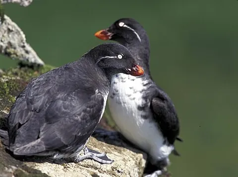 auk: any of several species of Arctic sea birds of the family Alcidae