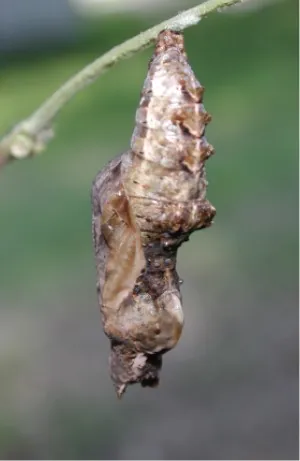 aurelia: the chrysalis of an insect, especially of a butterfly