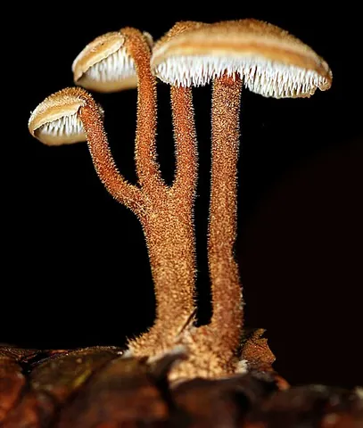 auriscalpium: auriscalpium, a genus of mushrooms