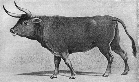 aurochs: an extinct European mammal, Bos primigenius, the ancestor of domestic cattle
