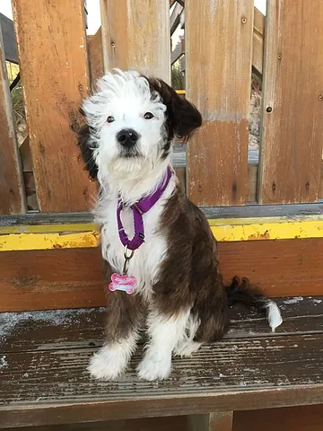 aussiedoodle: a dog that is a cross between an Australian Shepherd and a poodle