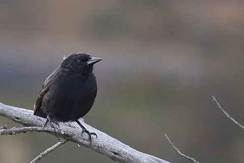 austral blackbird: a species of bird, Curaeus curaeus, found in southern South America