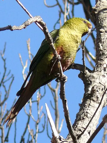 austral parakeet: a species of South American parrot, Enicognathus ferrugineus