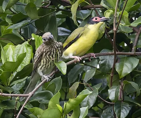 australasian figbird: a species of figbird, Sphecotheres vieilloti, of Australia and New Guinea