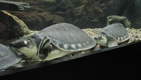 australasian pig-nose turtle: carettochelys insculpta, a species of soft-shelled turtle native to freshwater streams, lagoons and...