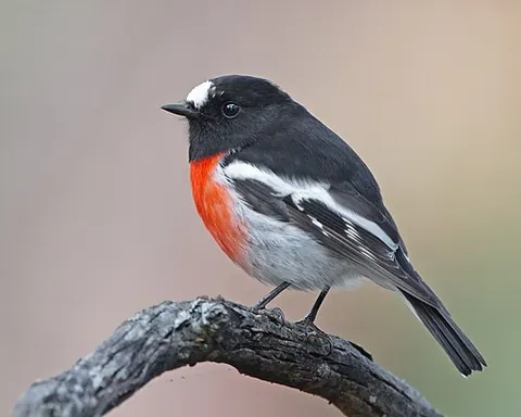 australasian robin: any of numerous robinlike passerine birds of the family Petroicidae, endemic to Australasia