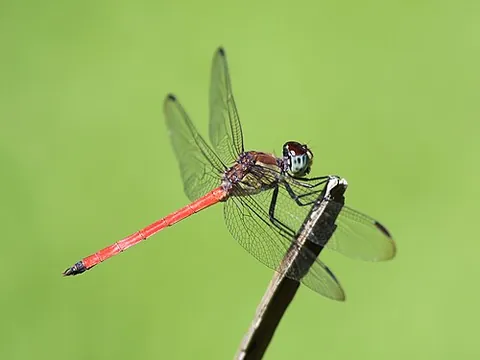 australasian slimwing: a subspecies of libellulid dragonfly, Lathrecista asiatica festa, endemic to northern Australia